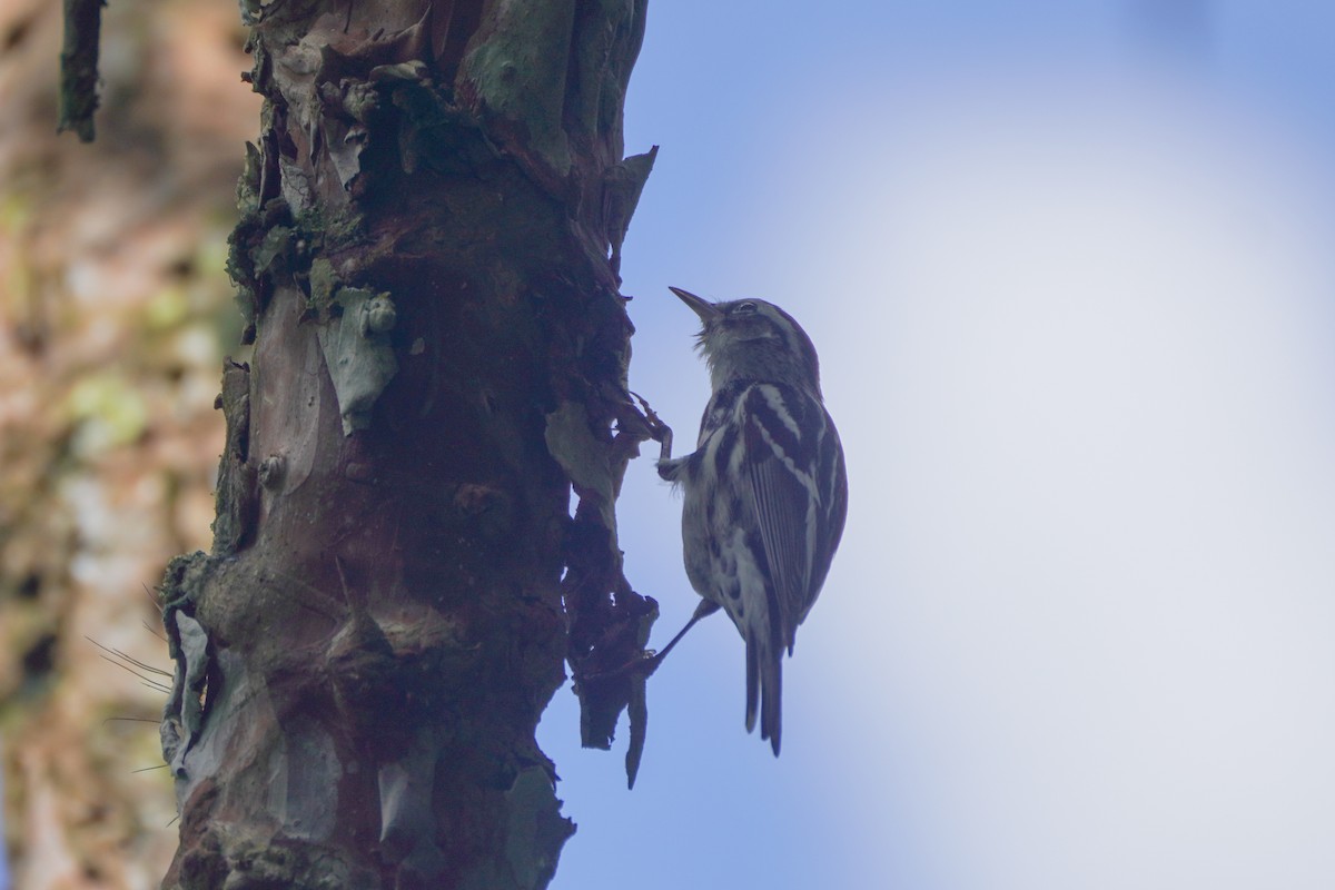 Black-and-white Warbler - ML646126184