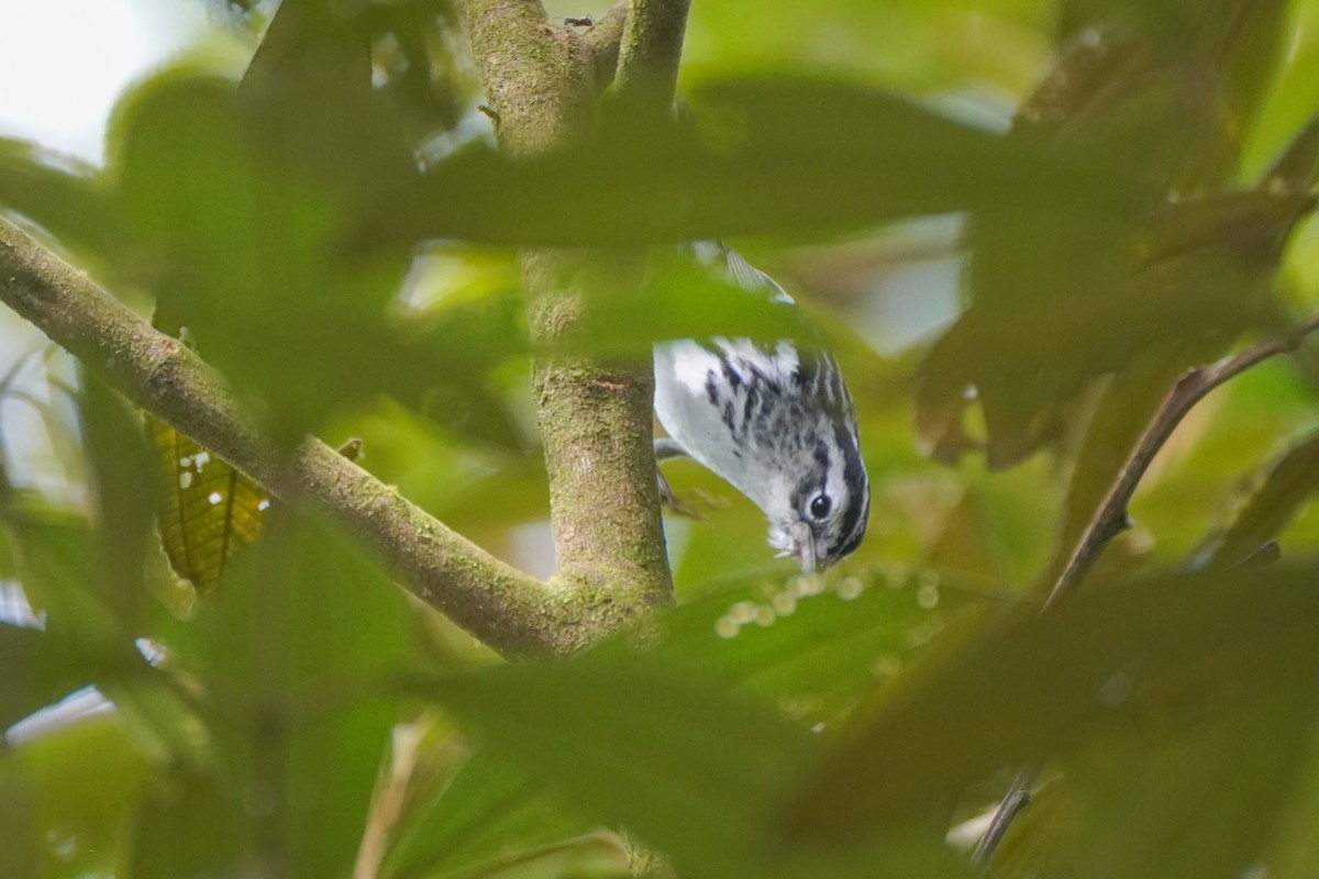 Black-and-white Warbler - ML646126185