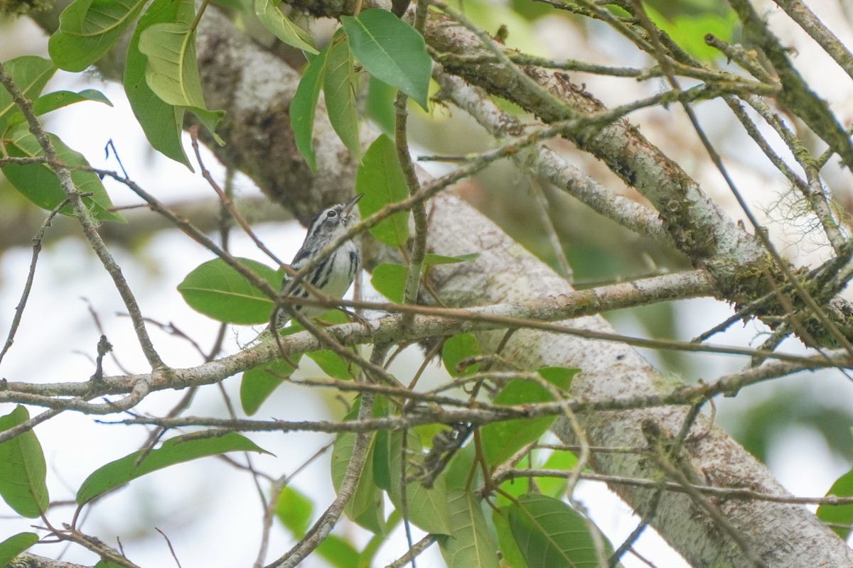 Black-and-white Warbler - ML646126186