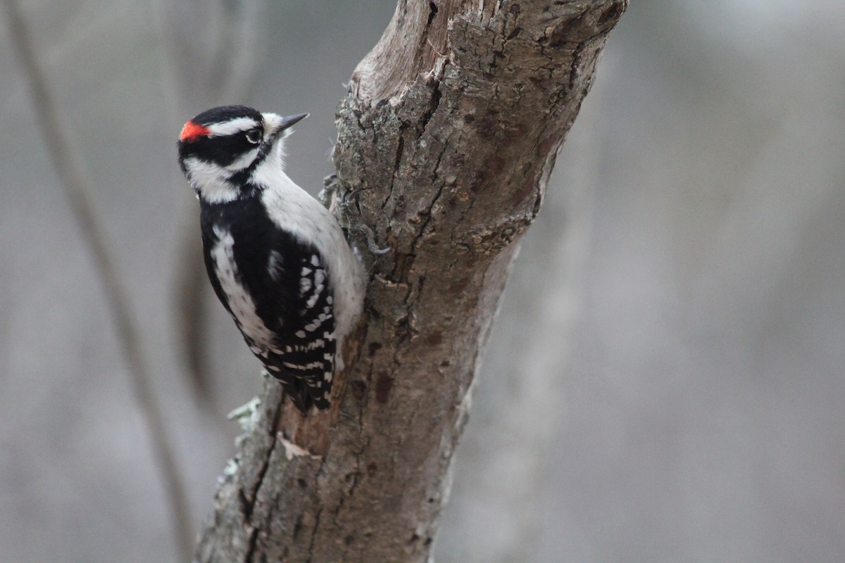Downy Woodpecker - ML646126189
