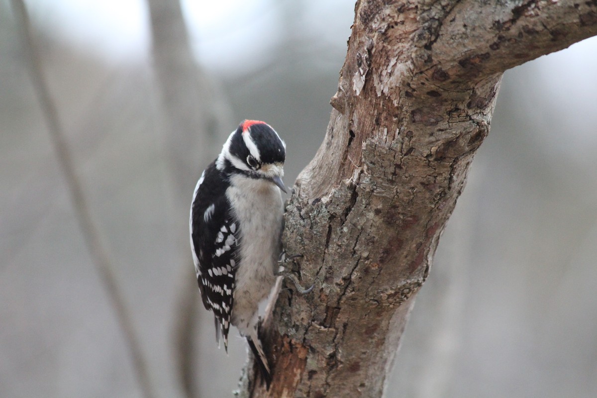 Downy Woodpecker - ML646126190