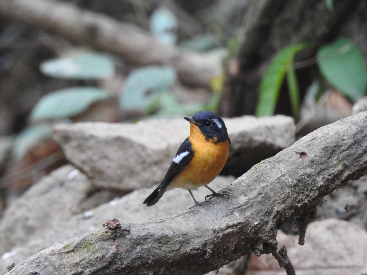 Mugimaki Flycatcher - ML646126195