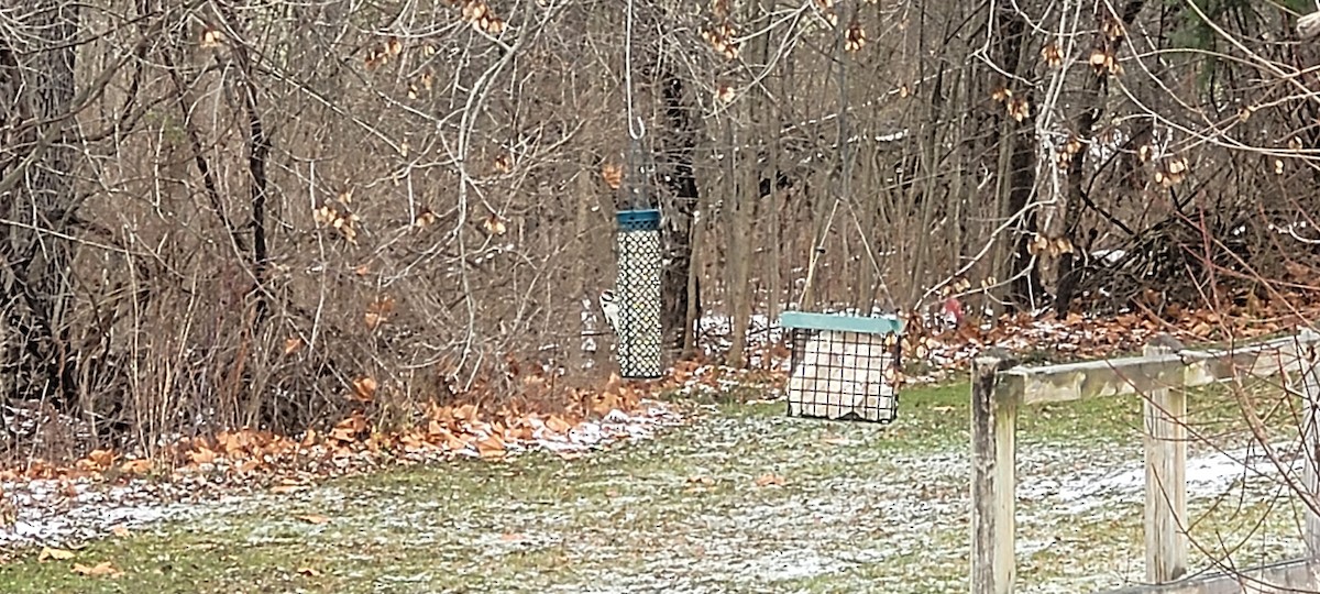 Downy Woodpecker - ML646126196