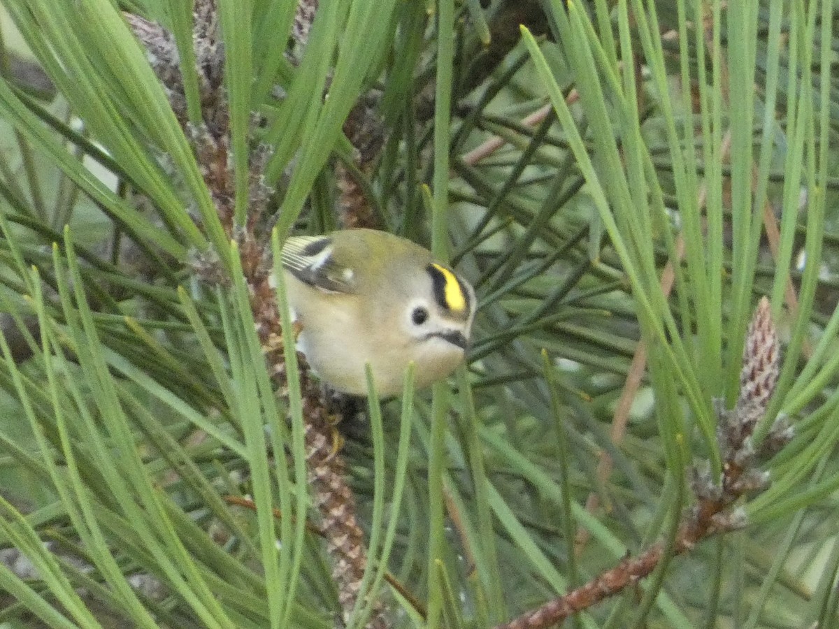 戴菊鳥 - ML646126204