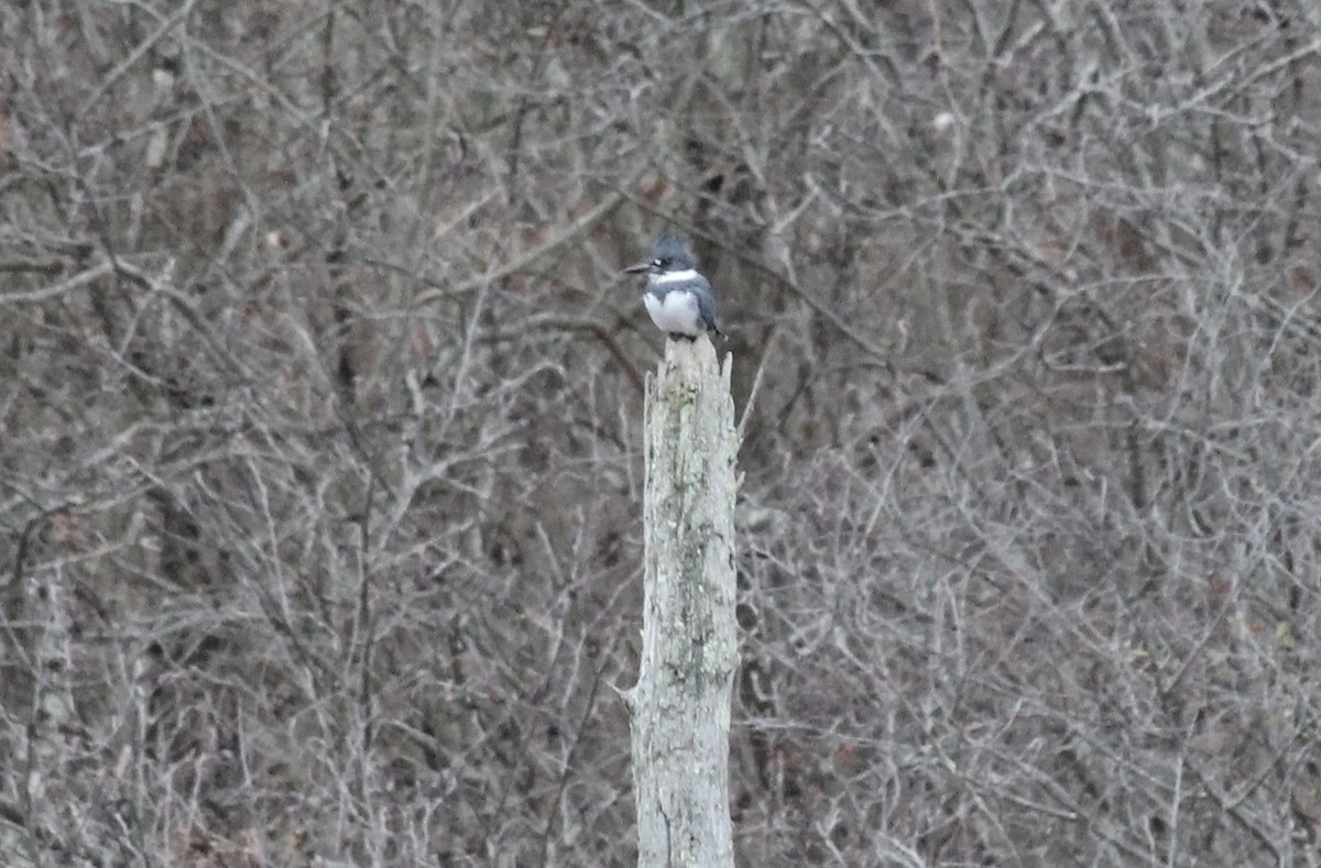 Belted Kingfisher - ML646126205