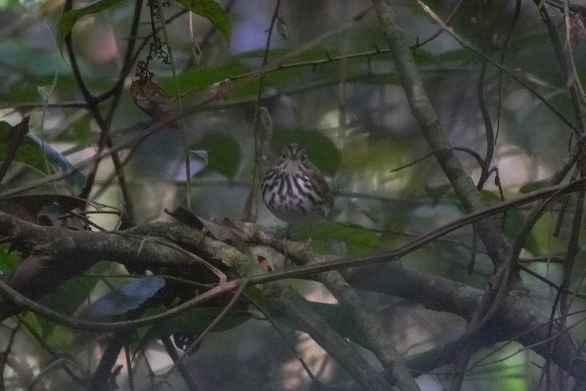 Ovenbird - ML646126208