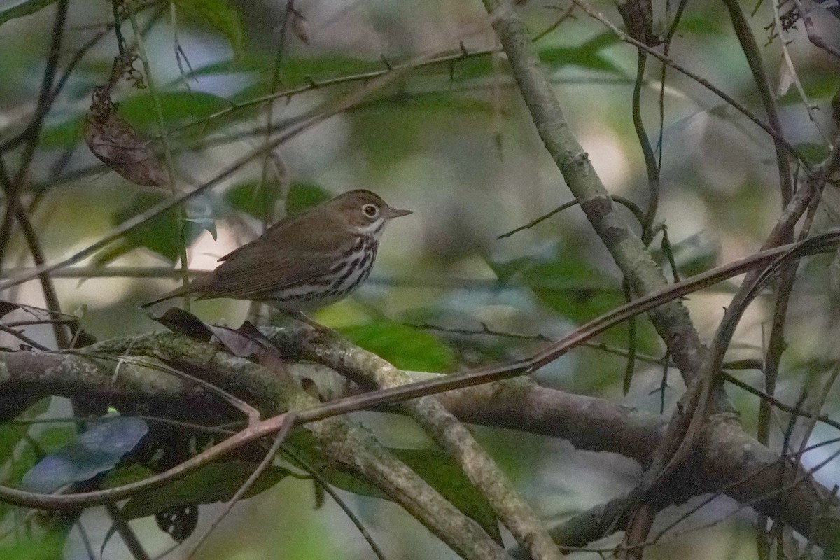 Ovenbird - ML646126209