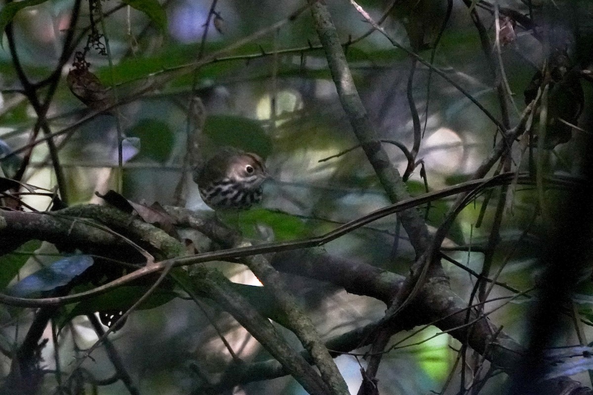 Ovenbird - ML646126210