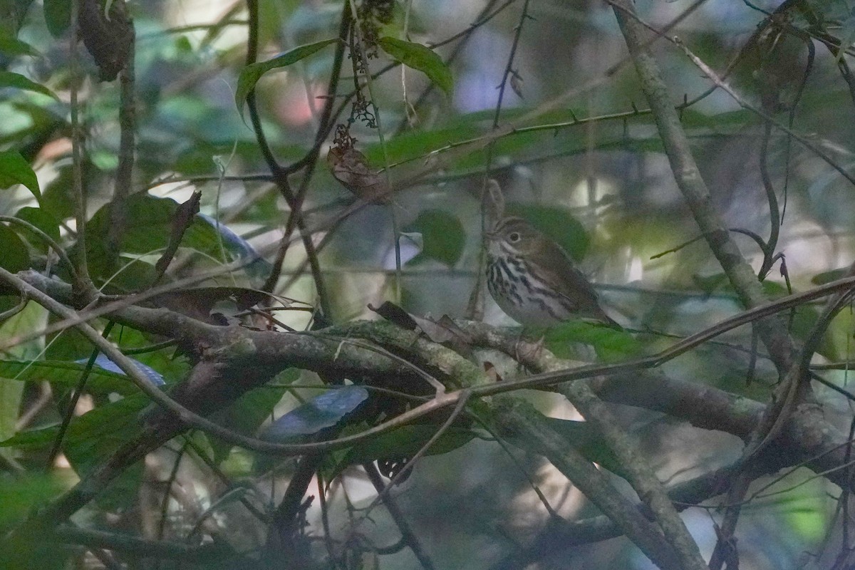 Ovenbird - ML646126211