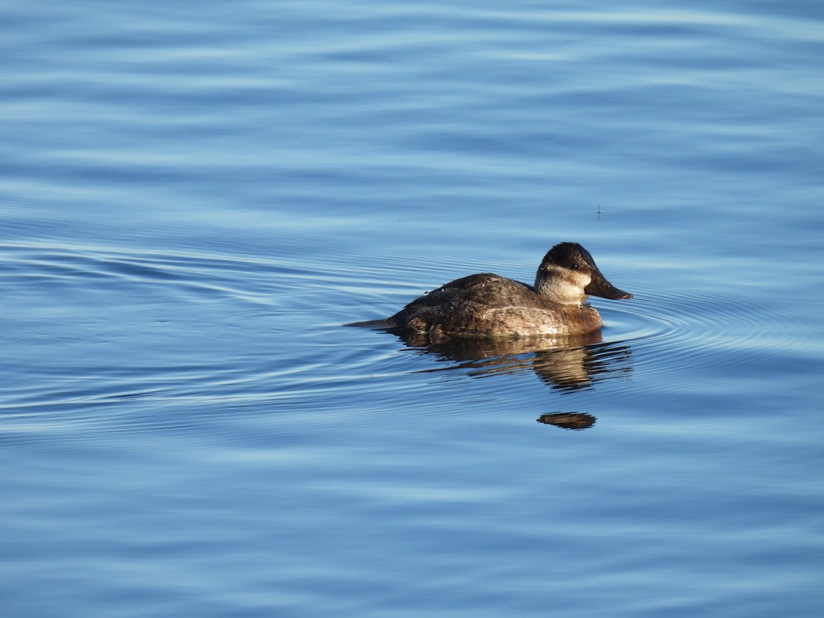 Ruddy Duck - ML646126213