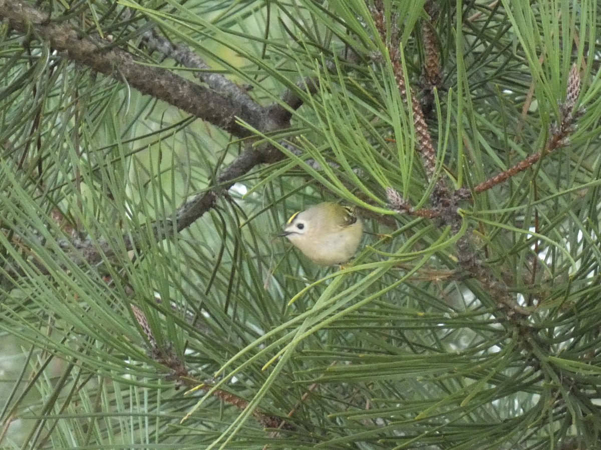 戴菊鳥 - ML646126215