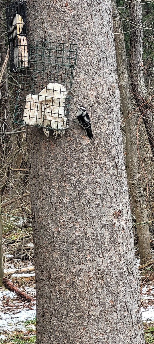 Downy Woodpecker - ML646126216