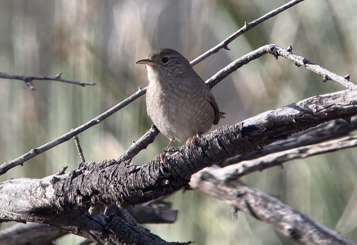 Northern House Wren - ML646126218