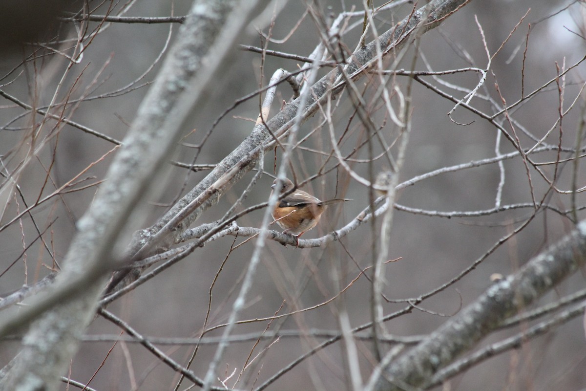 Eastern Towhee - ML646126219