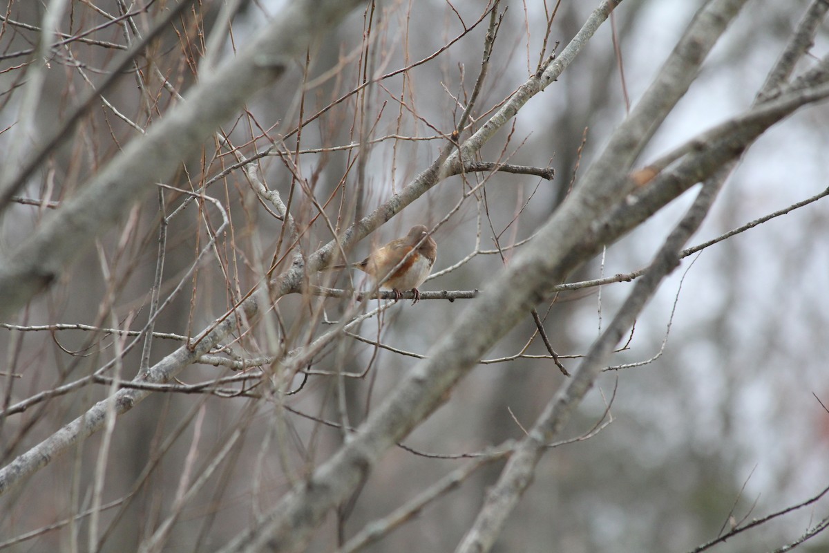 Eastern Towhee - ML646126220