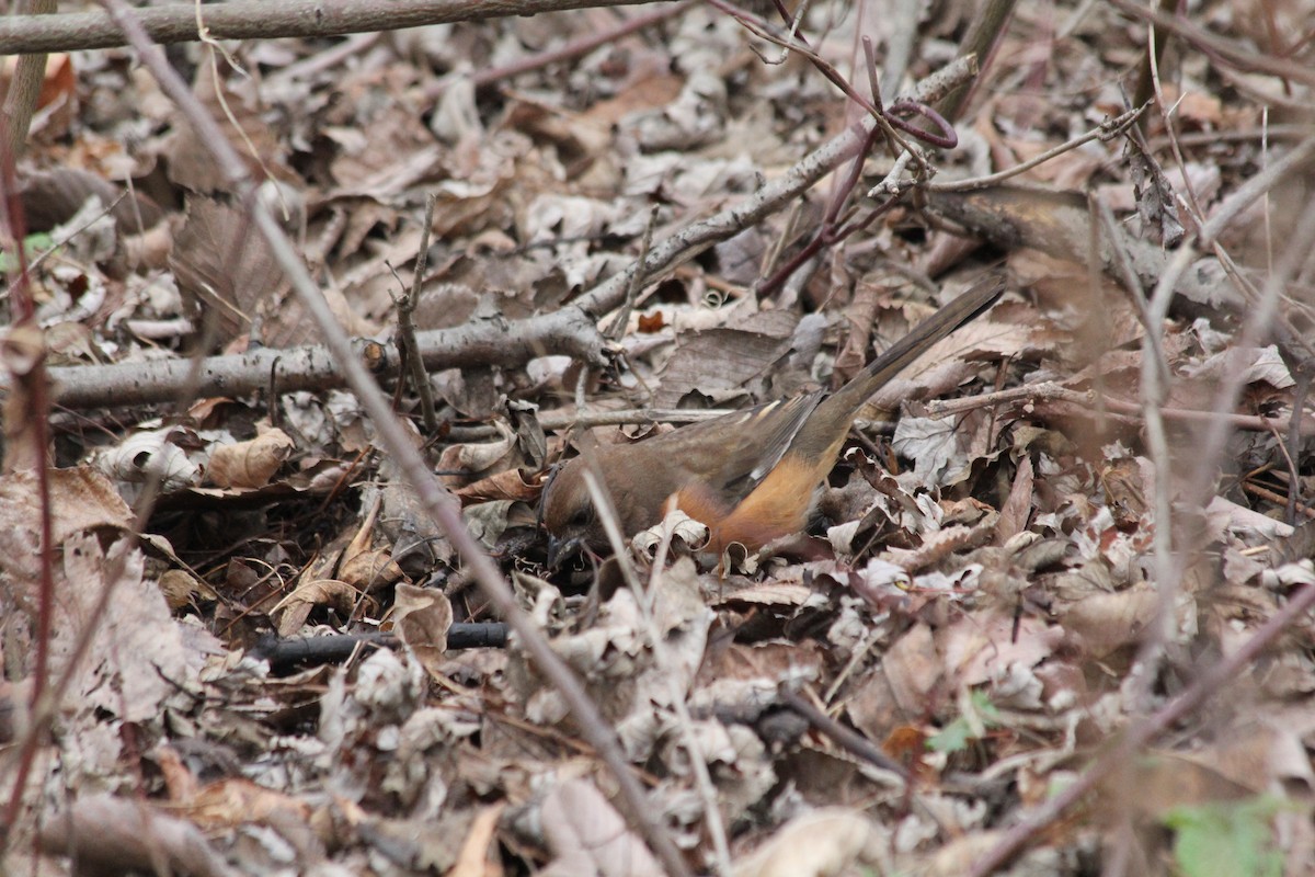 Eastern Towhee - ML646126221