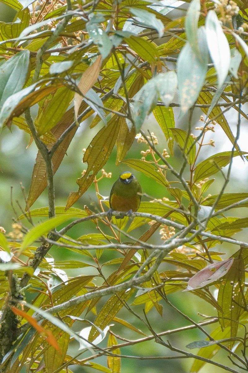 Olive-backed Euphonia - ML646126223