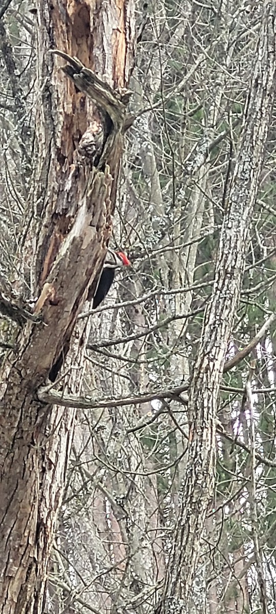 Pileated Woodpecker - ML646126233