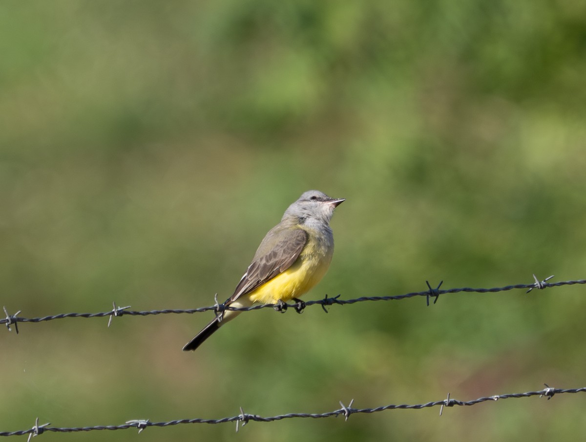 Western Kingbird - ML646126234