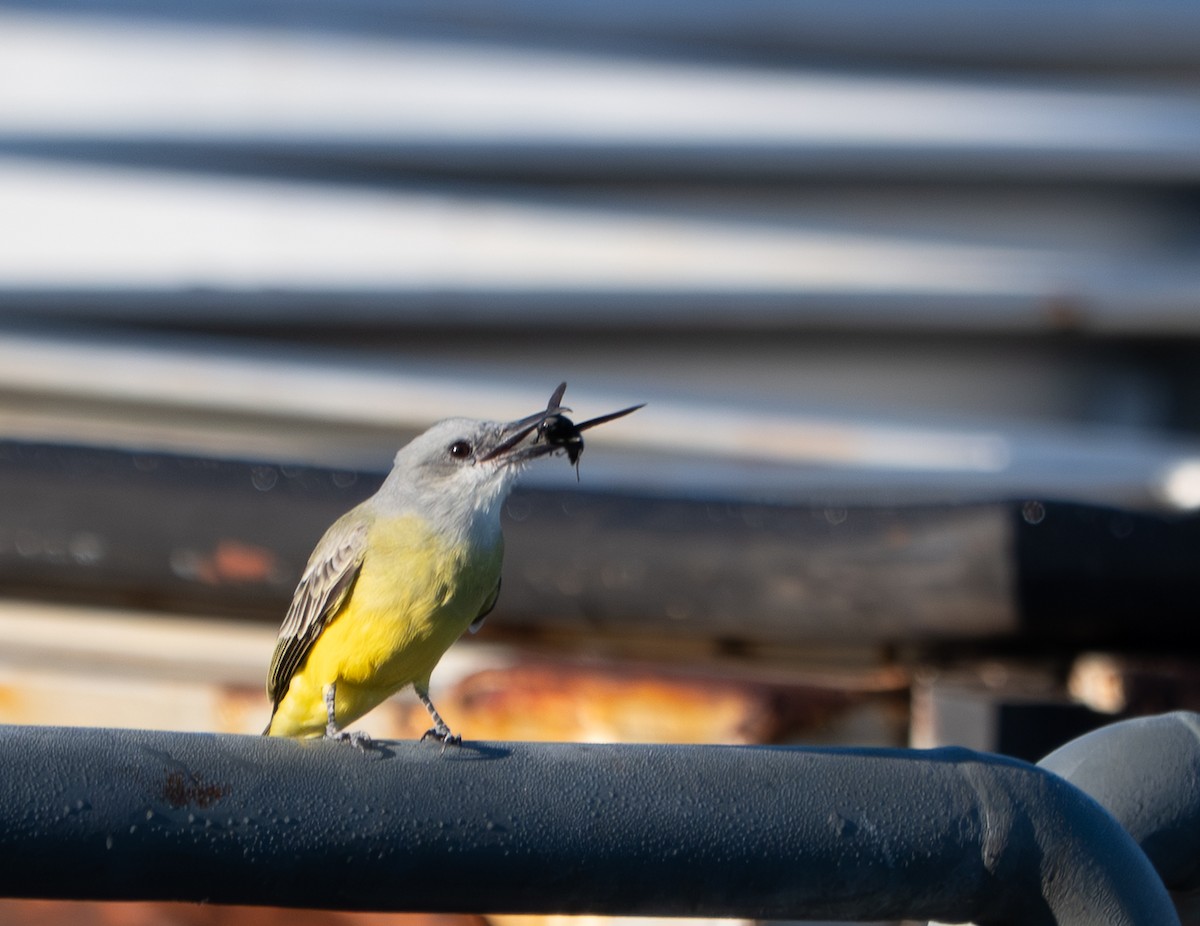Tropical Kingbird - ML646126235