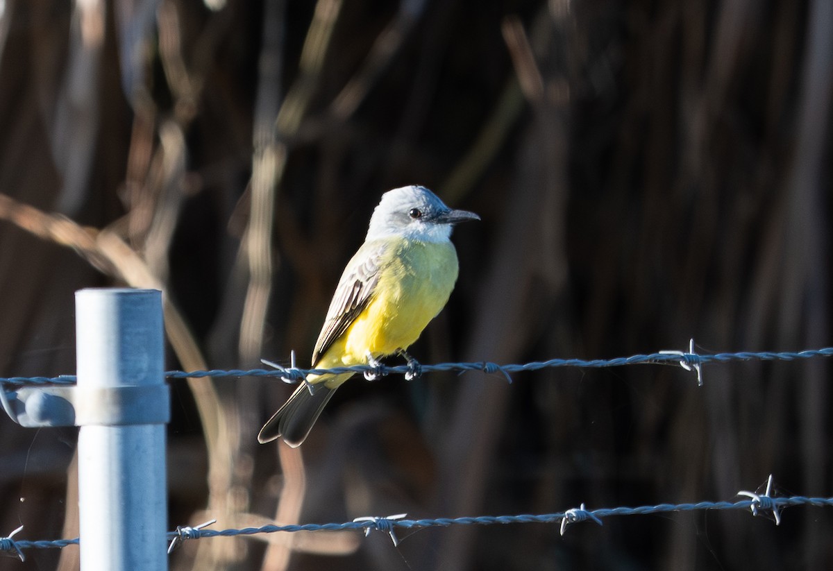 Tropical Kingbird - ML646126236