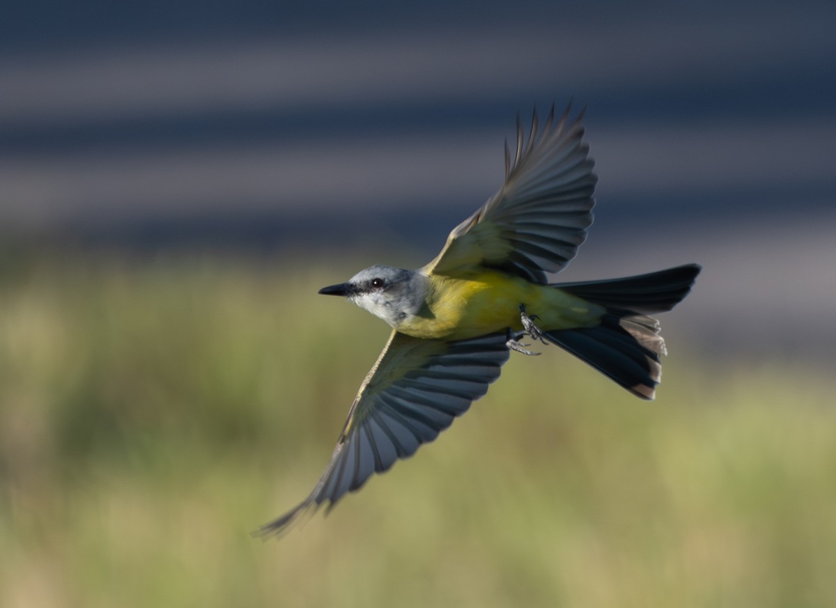 Tropical Kingbird - ML646126237