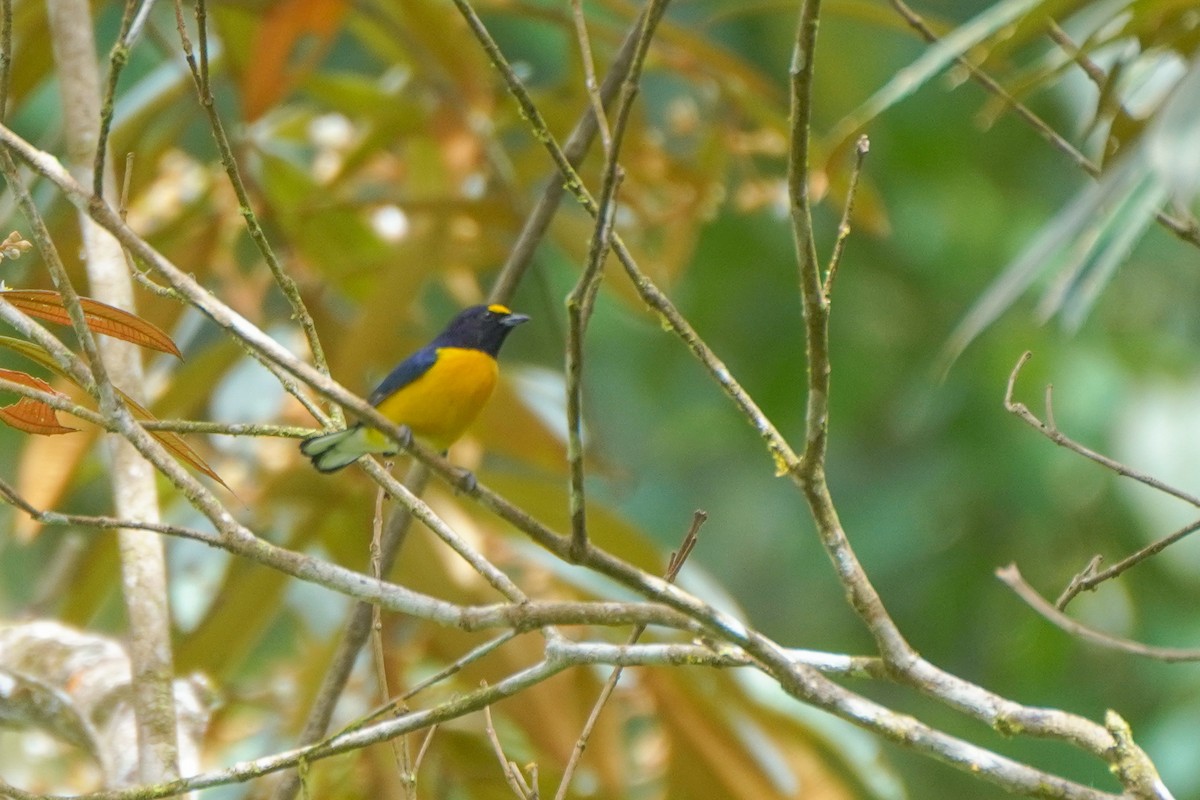 Ak Etekli Öfonya - ML646126242