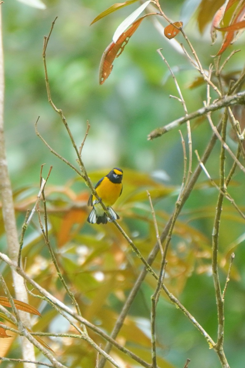 Ak Etekli Öfonya - ML646126243