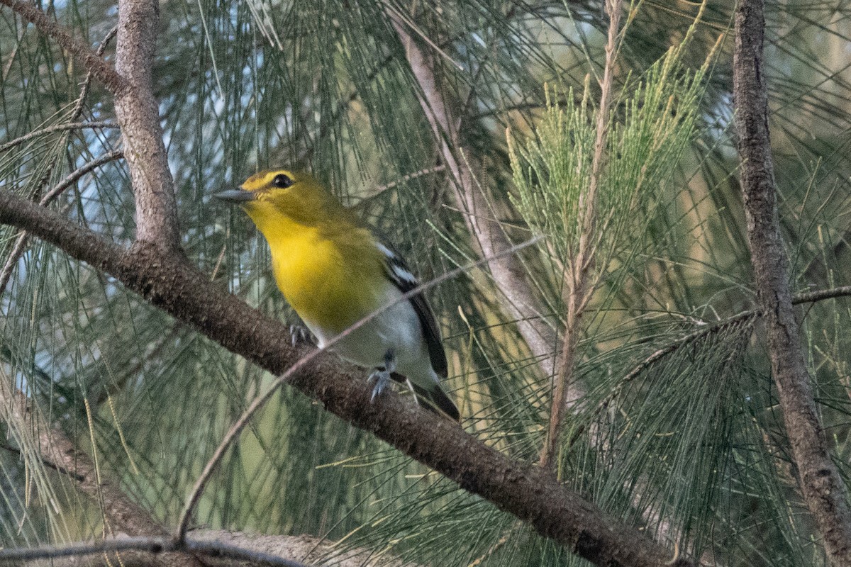 Yellow-throated Vireo - ML646126245