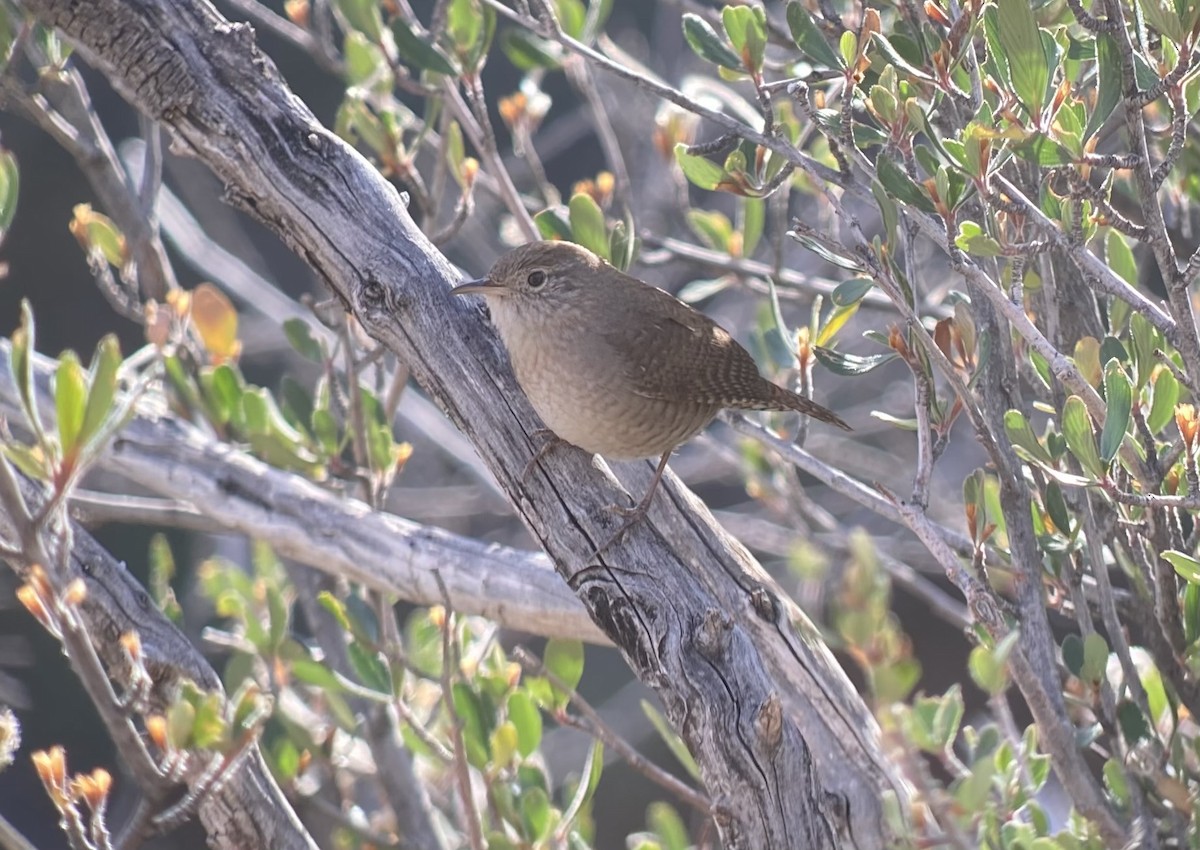 Northern House Wren - ML646126247