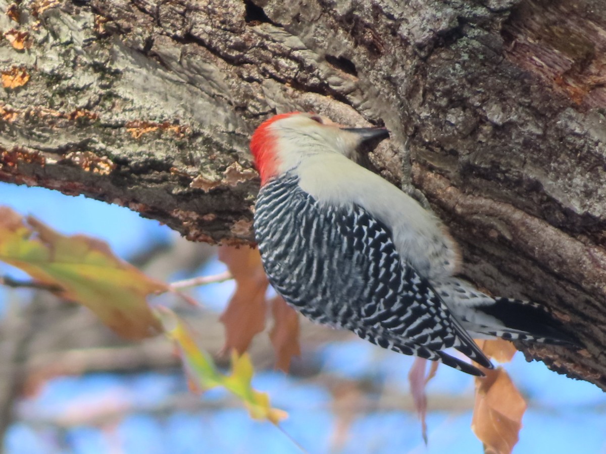 Red-bellied Woodpecker - ML646126249