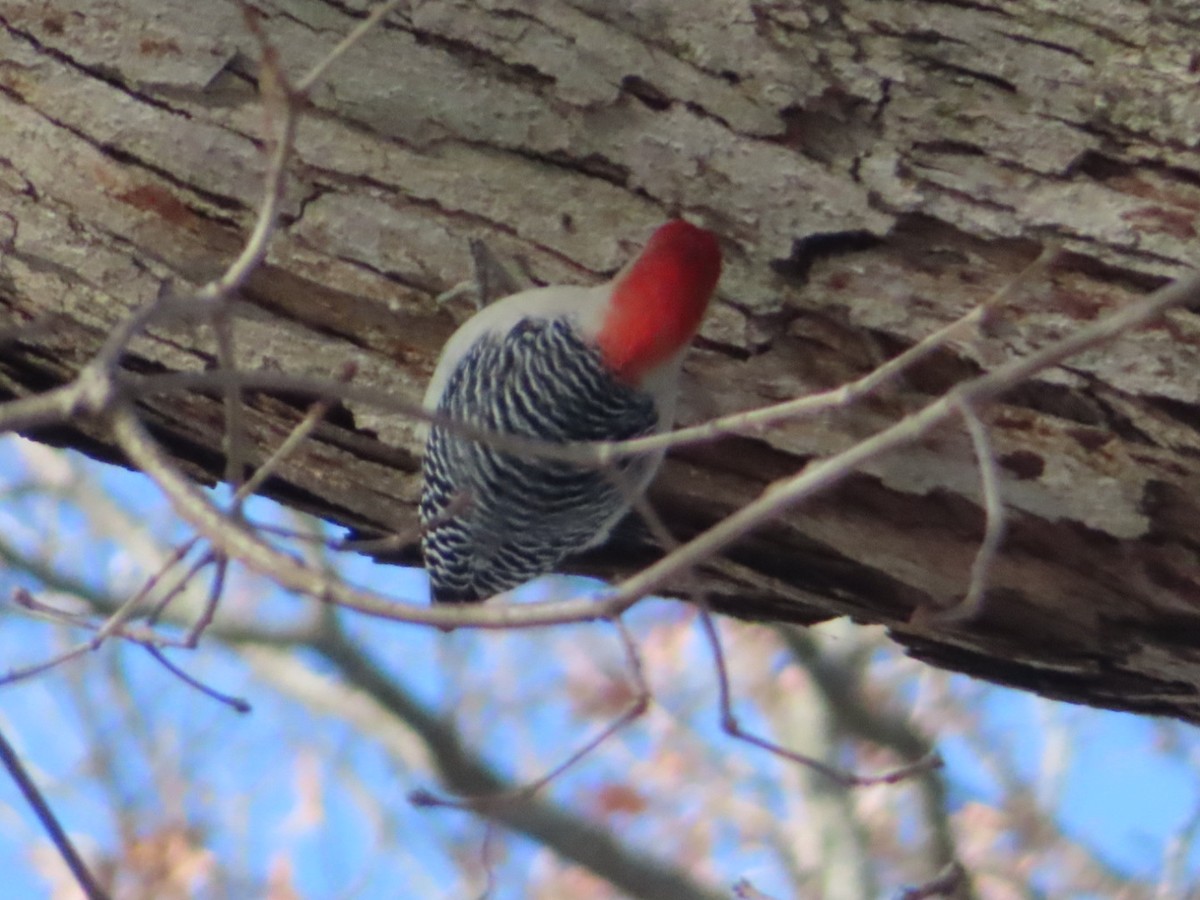 Red-bellied Woodpecker - ML646126251