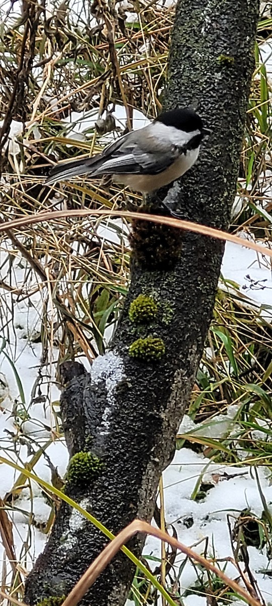 Black-capped Chickadee - ML646126252