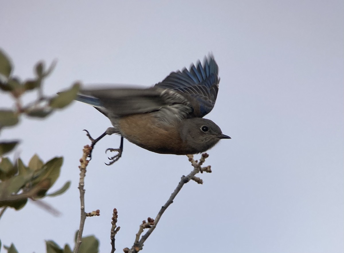Western Bluebird - ML646126256