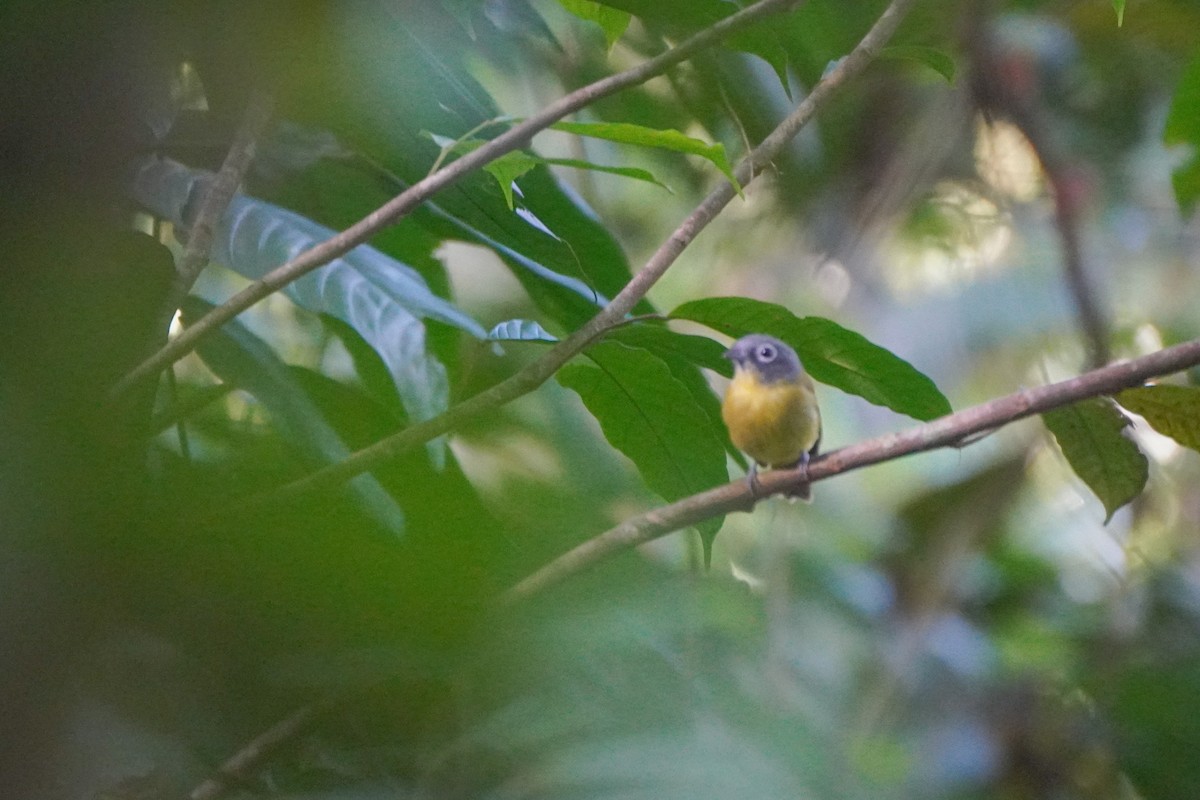 Gray-headed Piprites - ML646126257