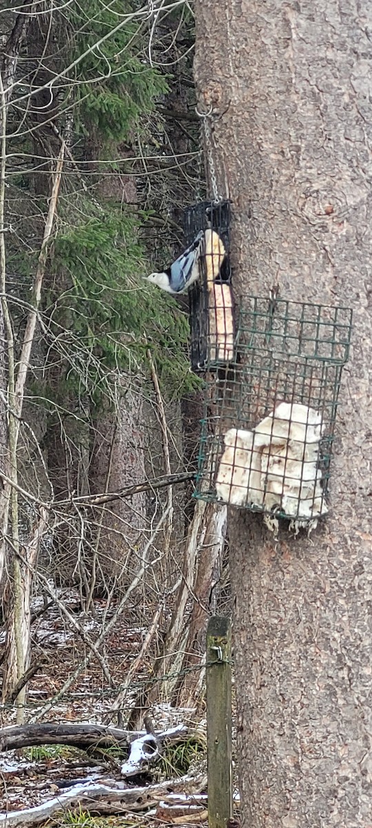 White-breasted Nuthatch - ML646126259