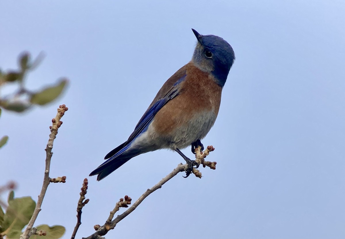 Western Bluebird - ML646126262