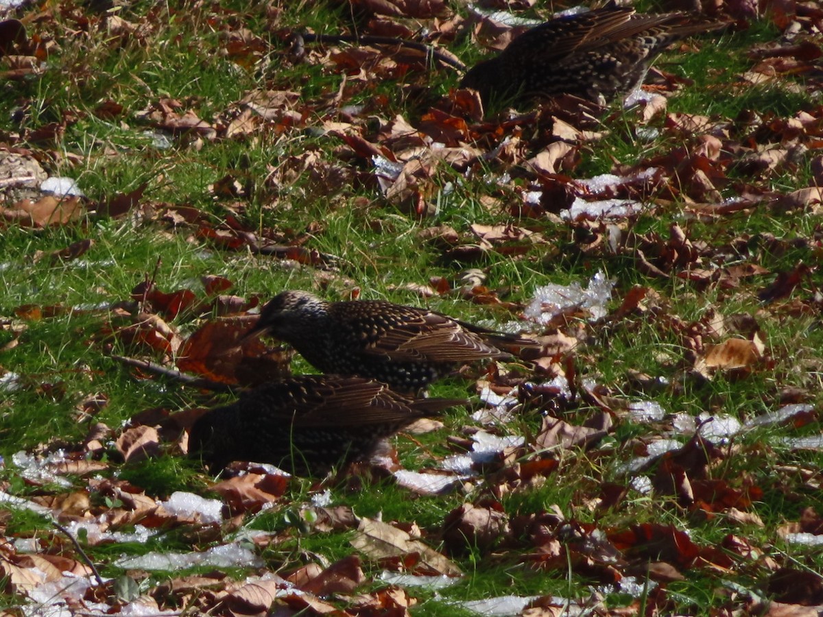 European Starling - ML646126263
