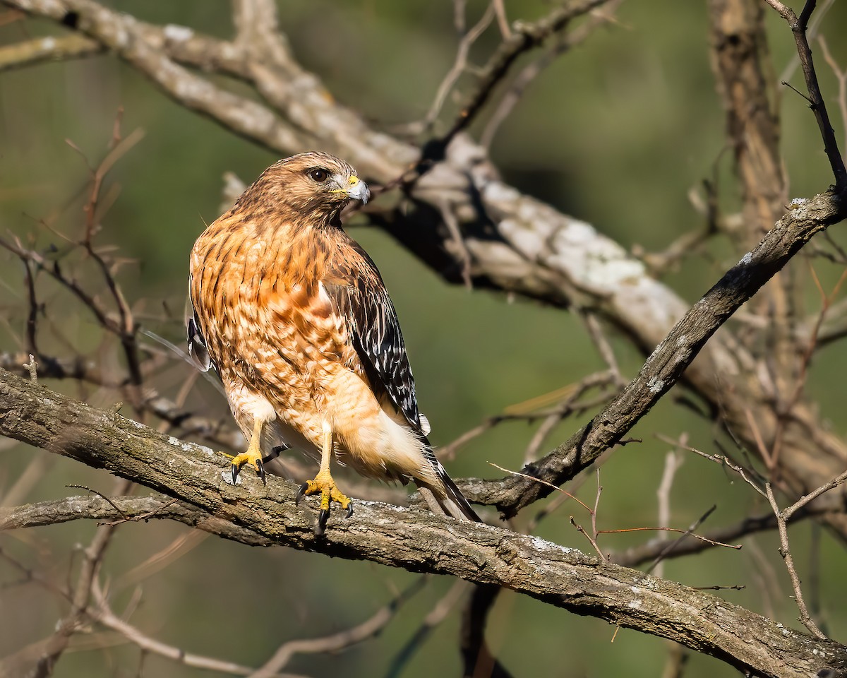 カタアカノスリ - ML646126264