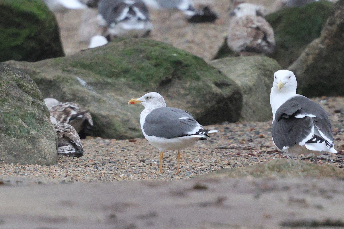 Lesser Black-backed Gull - ML646126273