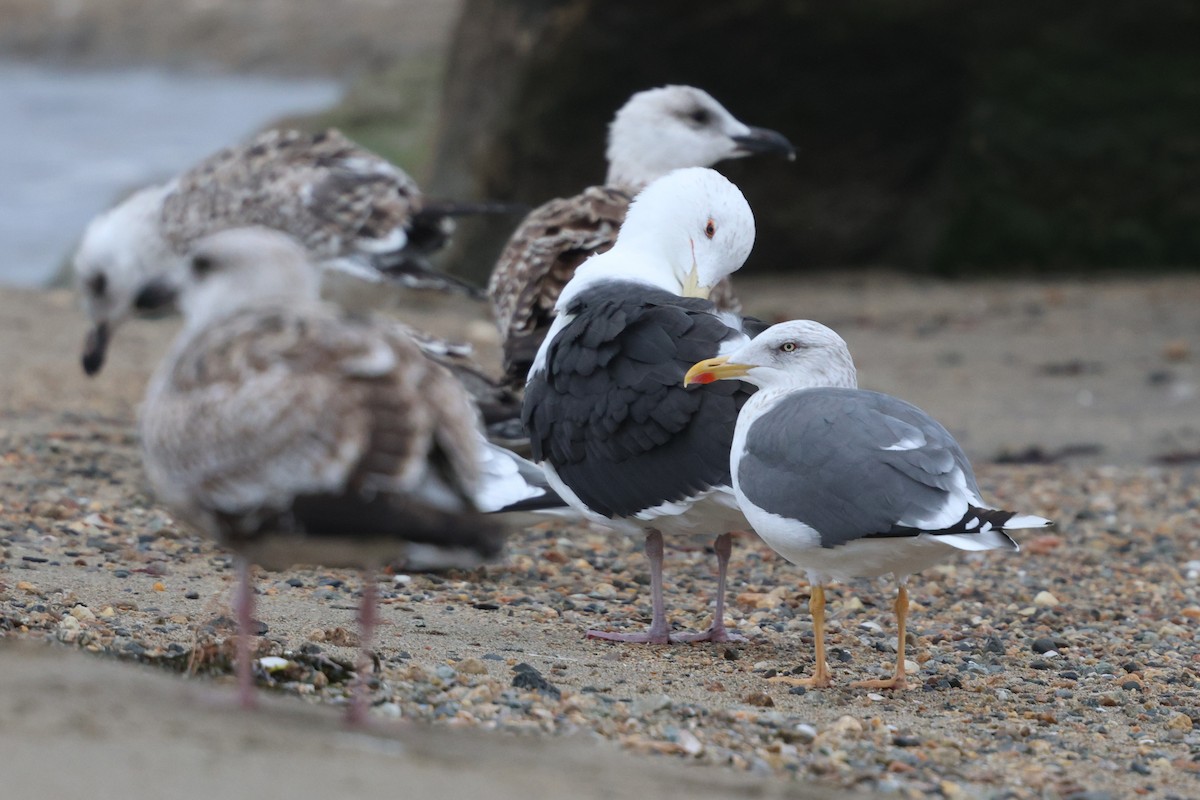 Lesser Black-backed Gull - ML646126275
