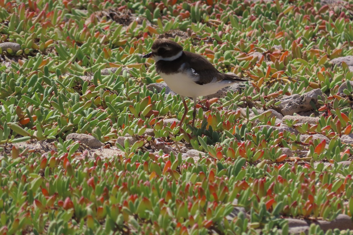 Semipalmated Plover - ML646126279