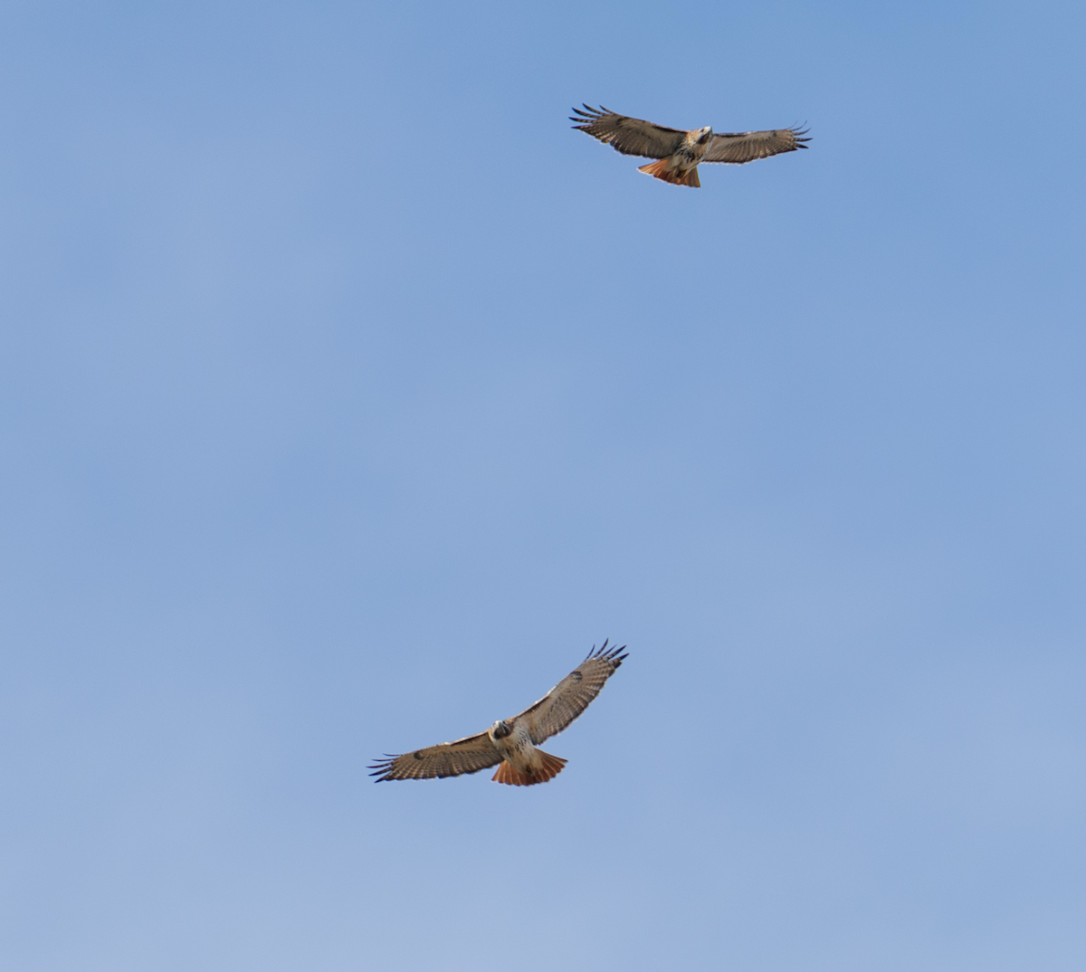 káně rudochvostá - ML646126297