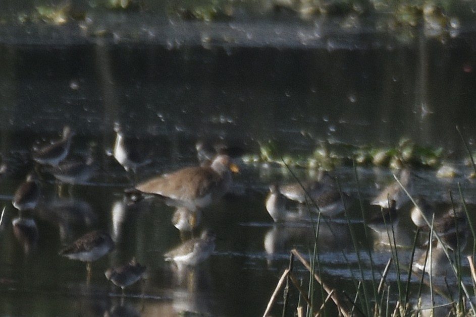 Gray-headed Lapwing - ML646126302