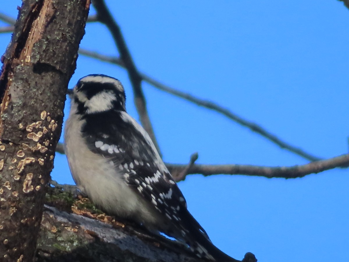 Downy Woodpecker - ML646126303