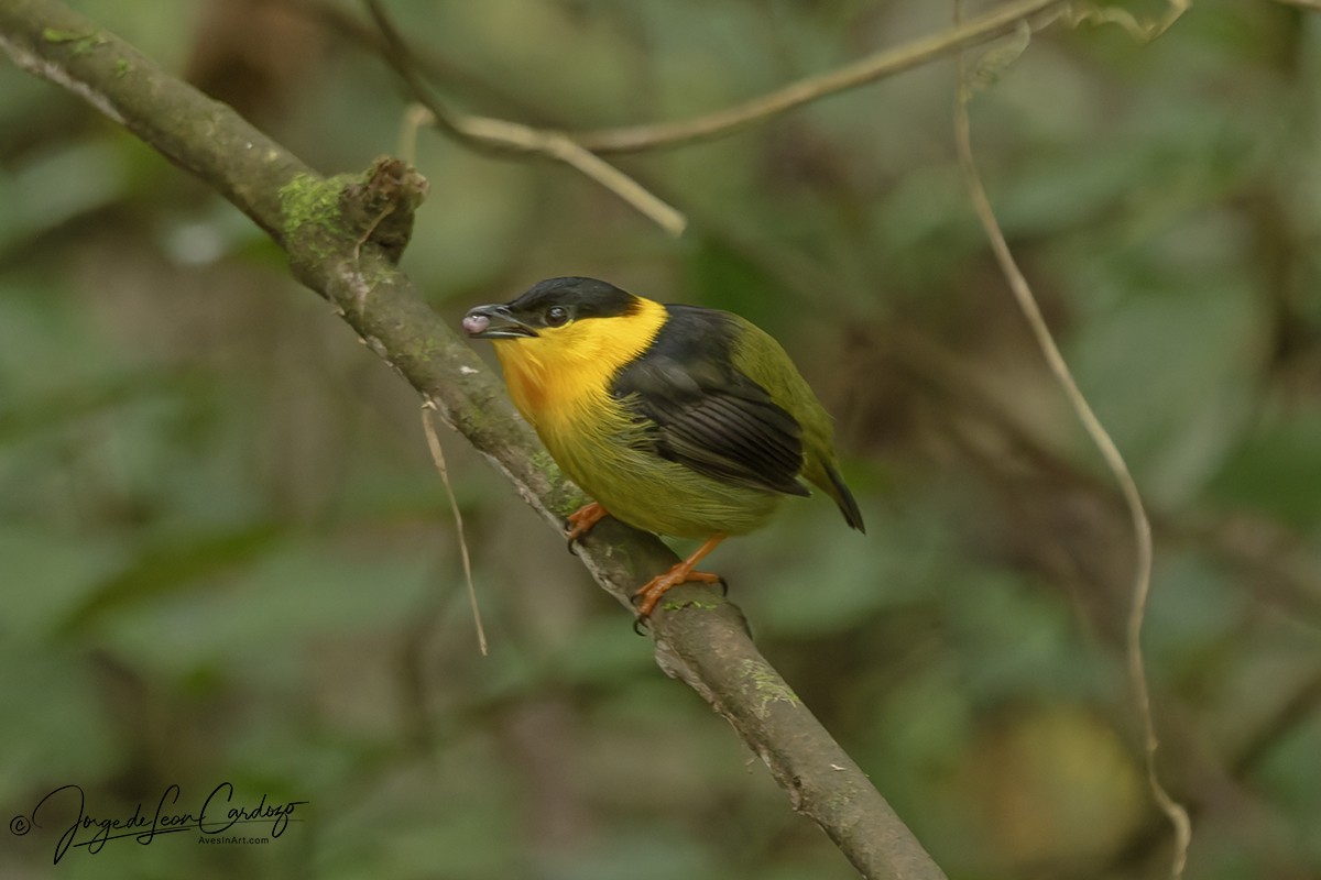 Golden-collared Manakin - ML646126304