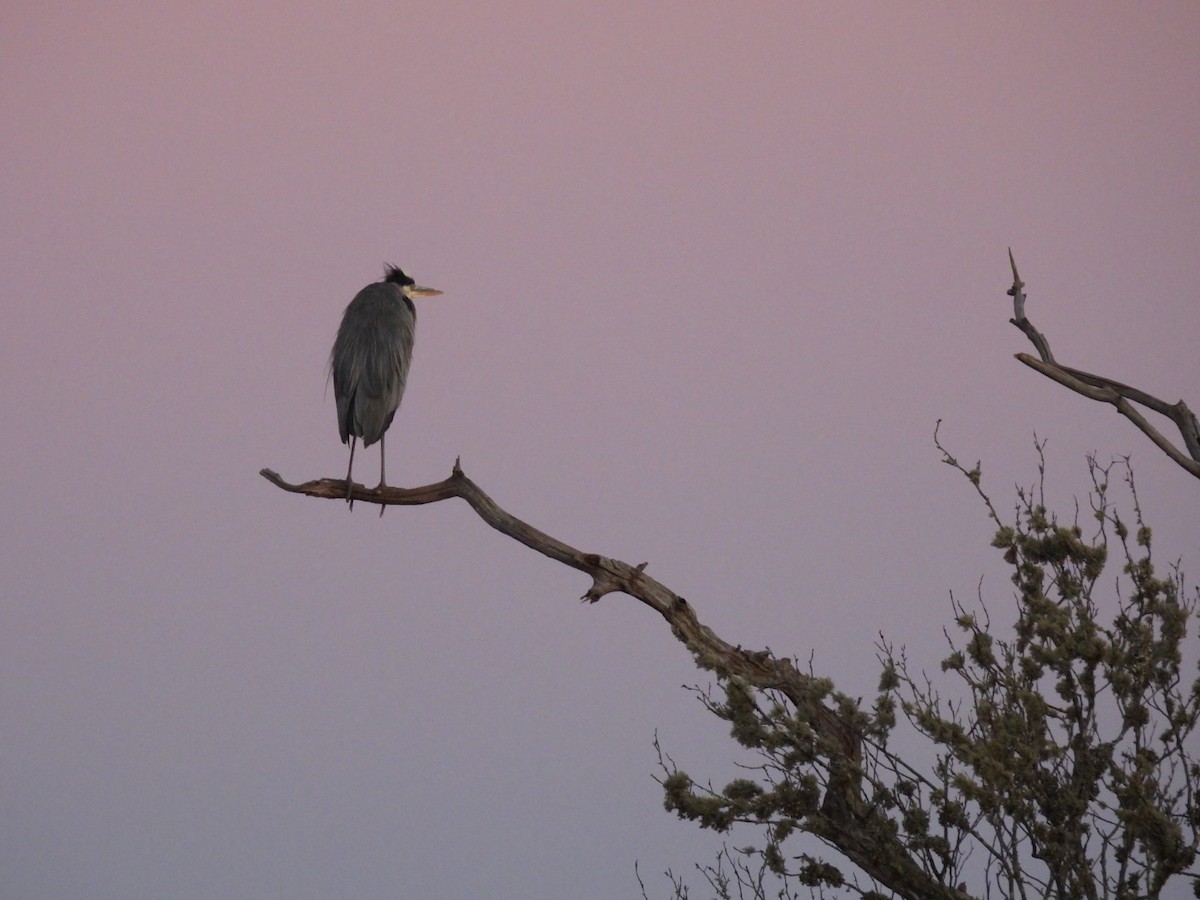 Great Blue Heron - ML646126305