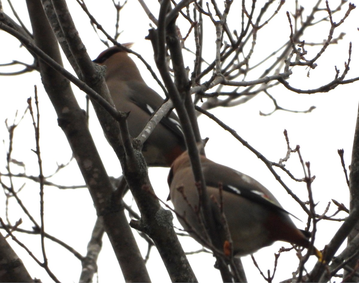 Seidenschwanz - ML646126306