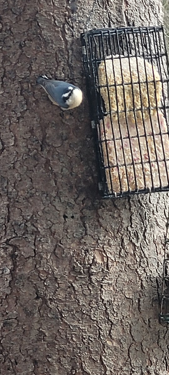 Red-breasted Nuthatch - ML646126307