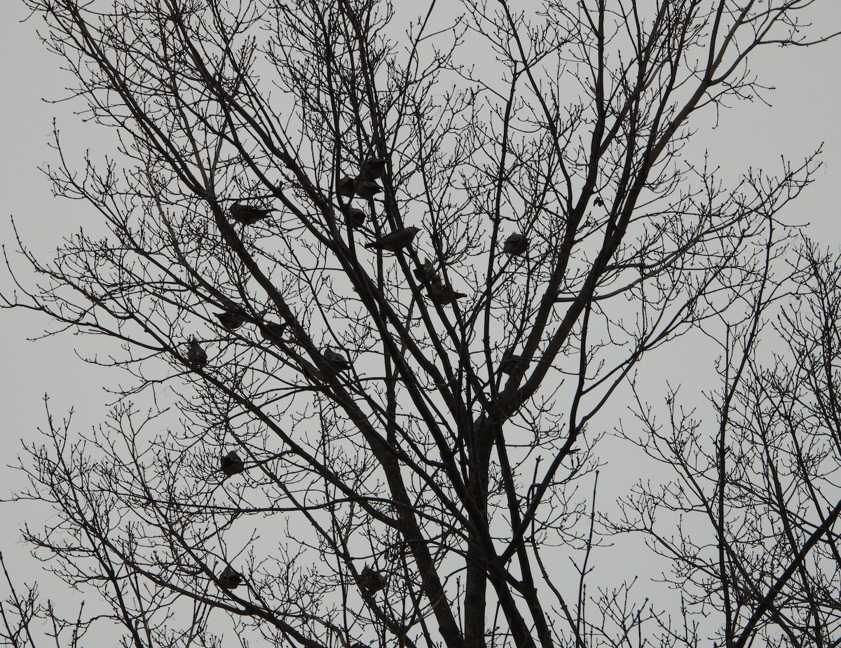 Seidenschwanz - ML646126308